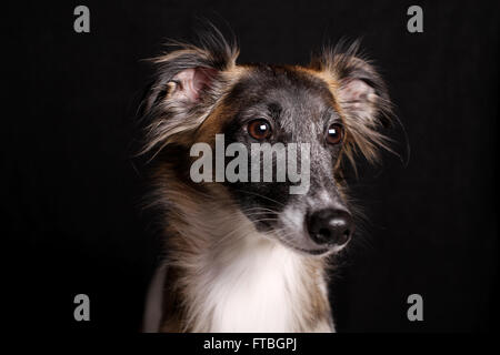 Silken Windsprite Windhund, Rüde, portrait Stockfoto