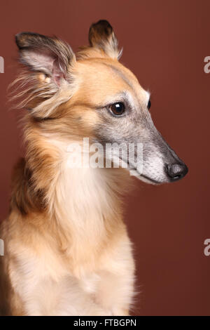 Silken Windsprite Windhund, portrait Stockfoto