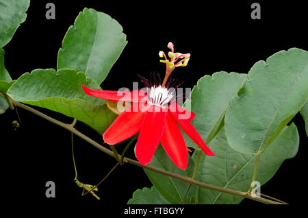 Rote Passionsblume (Passiflora Miniata) auf schwarzem Hintergrund isoliert Stockfoto