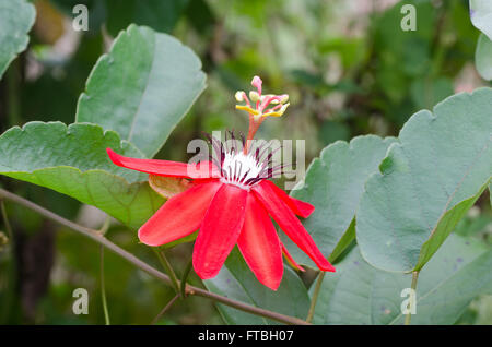 Rot Granadilla, Scharlach oder rote Passionsblume (Passiflora Miniata) Stockfoto