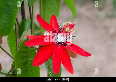 Rot Granadilla, Scharlach oder rote Passionsblume (Passiflora Miniata) Stockfoto