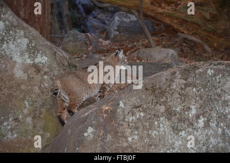 Ein Bobcat im Yosemite Nationalpark, Kalifornien Yosemite Stockfoto