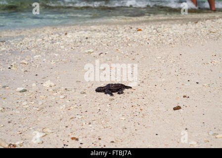 Kürzlich geschlüpften Karettschildkröten Meeresschildkröte Babys auf Aride Island, Seychellen Stockfoto