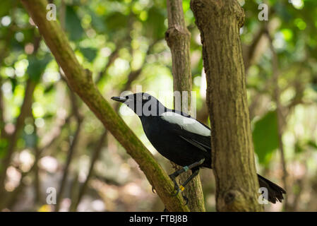 Seychellen Magpie Robin Copsychus sechellarum Stockfoto
