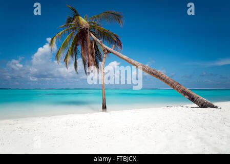 Schiefen Palme an einem weißen Sandstrand, Meeru Island, Malediven Stockfoto