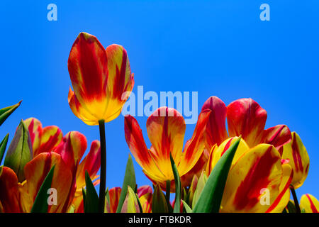 Rote und gelbe Tulpen im Vordergrund mit klaren, blauen Himmelshintergrund. Blumen, Frühling Stockfoto