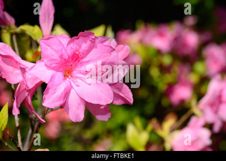 Azalee Blüte, rosa, mit Bäumen im Hintergrund. Selektiven Fokus Vordergrund. Schön und einzigartig Stockfoto