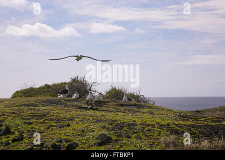 Ein Albatros fliegen über brütende Vögel am Kaena Point, Oahu, Hawaii. Stockfoto