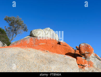 Die Bucht von Feuer in Tasmanien ist der orange Flechten gemacht - überdachte Granitfelsen, TAS, Australien Stockfoto