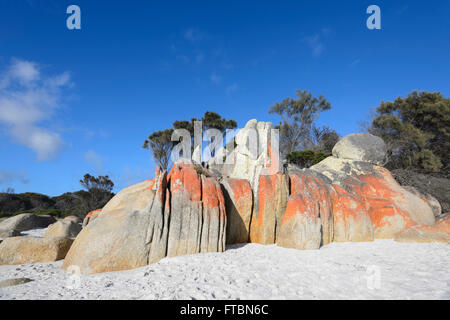 Die Bucht von Feuer in Tasmanien ist der orange Flechten gemacht - überdachte Granitfelsen, TAS, Australien Stockfoto