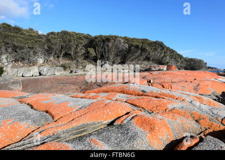 Die Bucht von Feuer in Tasmanien ist der orange Flechten gemacht - überdachte Granitfelsen, TAS, Australien Stockfoto