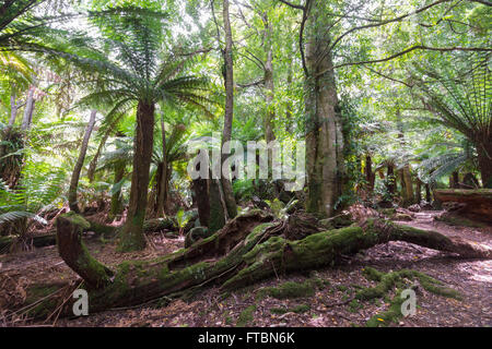 Weldborough Pass, Tasmanien, TAS, Australien Stockfoto