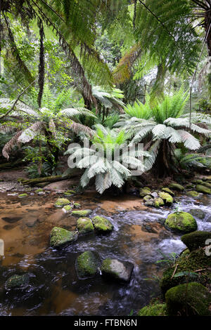 St. Columba fällt, Tasmanien, Australien Stockfoto