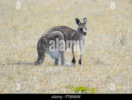 Förster Känguru oder östlichen grau (Macropus Giganteus Tasmaniensis) mit Joey im Beutel, Maria Island, Tasmanien, Australien Stockfoto