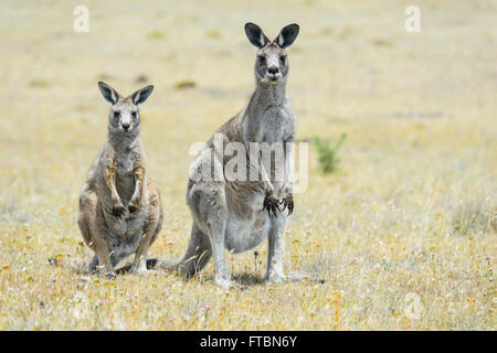 Förster Kängurus oder östlichen grau (Macropus Giganteus Tasmaniensis), Maria Island, Tasmanien, Australien Stockfoto