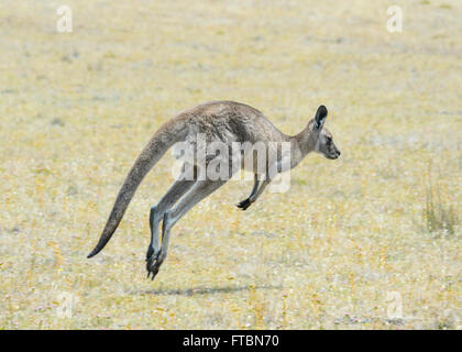 Förster Känguru oder östlichen grau (Macropus Giganteus Tasmaniensis), Maria Island, Tasmanien, Australien Stockfoto