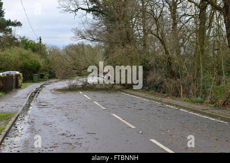 Lee Street in Horley, Surrey am Morgen nach dem Sturm Katie blockiert Stockfoto