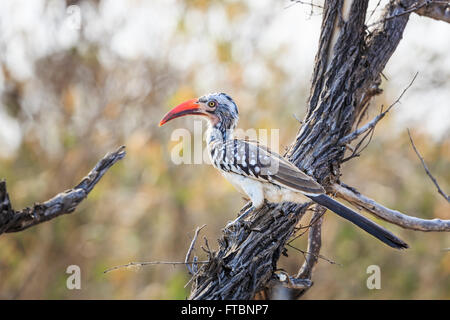 Northern Red-billed Hornbill (Tokus erythrorhynchus) auf einem Ast sitzend, Okavango Delta, Kalahari, Botswana, Südafrika Stockfoto