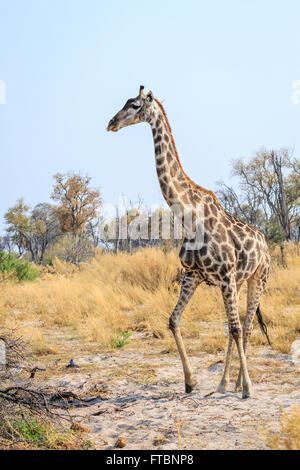 Südliche Giraffe (Giraffa Camelopardalis) Wandern in der Savanne Wald: blauer Himmel, Sandibe Camp, Okavango Delta, Kalahari, Botswana, Südafrika Stockfoto