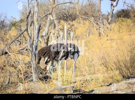 Strauß (Struthio Camelus) Sandibe Camp, angrenzend an das Moremi Game Reserve, Okavango Delta, Botswana, Südafrika Stockfoto