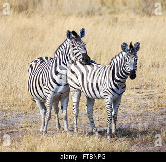 Zwei Ebenen oder Burchell Zebra (Equus Quagga), Sandibe Camp, durch das Moremi Game Reserve, Okavango Delta, Botswana, Süd Afri Stockfoto