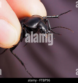 Großen schwarzen Käfer in den Fingern. Weißen Hintergrund. Stockfoto