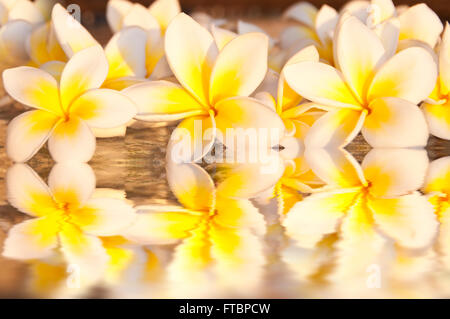 Frangipani (Plumeria) Blumen Stockfoto