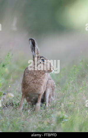 Braun Hare(Lepus europaeus) Stockfoto