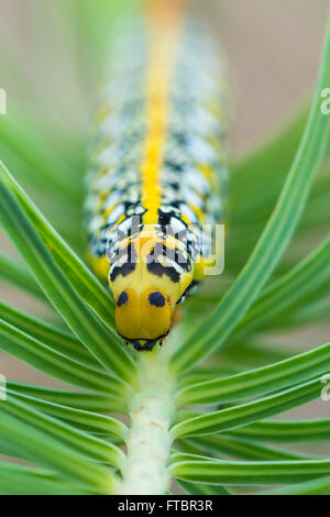 Spurge Hawk-Moth (stark Euphorbiae), Raupe, die Fütterung auf ihrer Futterpflanze, Zypressen-Wolfsmilch (Euphorbia Cyparissias) Stockfoto