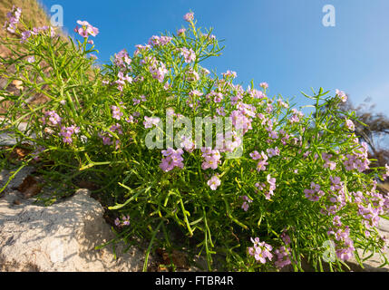 Europäischen Meer Rakete (Cakile Maritima), Fischland-Darß-Zingst, Western Region Nationalpark Vorpommersche Stockfoto