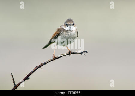 Gemeinsame Whitethroat (Sylvia Communis) thront auf einem Zweig, West Ostfriesischen Inseln, Texel, Niederlande, Nord-Holland Stockfoto