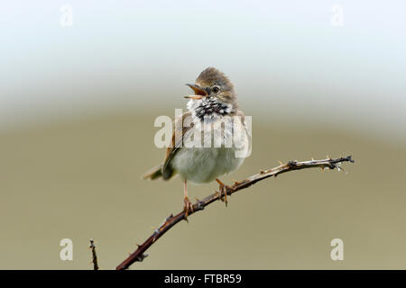 Singende Common Whitethroat (Sylvia Communis) thront auf einem Zweig, West Ostfriesischen Inseln, Texel, Niederlande, Nord-Holland Stockfoto