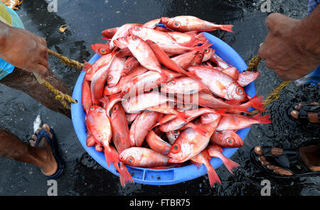 Bunte Red Snapper zum Verkauf an einen lebhaften Fischmarkt in Chennai, Indien Stockfoto