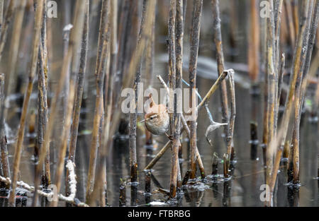 Erwachsenen Wren greifen an den Stamm einer Stimmzunge auf der Suche nach Insekten. Stockfoto