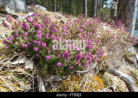 Blühende Heide Schnee in den Bergwäldern in den Bayerischen Alpen als Vorbote des Frühlings, Deutschland Stockfoto