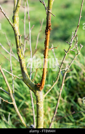 Rinde eines jungen Mirabelle Pflaumen (Prunus Domestica Subspecies Syriaca) Baumes beschädigt von einem Hirsch. Stockfoto