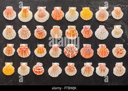 Bunte Muscheln auf schwarzem Stein. Stockfoto