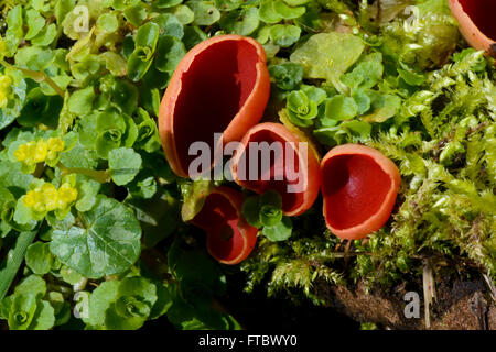 Scharlachrote Elf Cup Pilze (Sarcoscypha Austriaca) Stockfoto