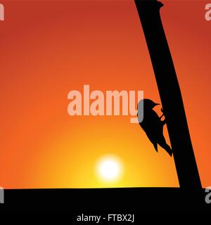 Specht Silhouette bei Sonnenuntergang Stock Vektor