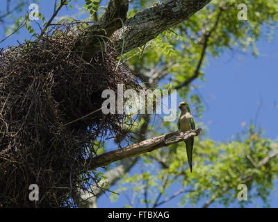 Der Mönch Sittich (Myiopsitta Monachus), auch bekannt als die Quäker Papagei. Außen sein Nest gesehen. Stockfoto