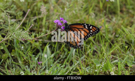 Der Monarchfalter (Danaus Plexippus) thront auf einem rosa fower Stockfoto