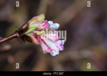 Rosa Dawn Viburnum Blütenknospen ab, nach einem Regenschauer zu öffnen Stockfoto