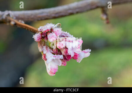 Makroaufnahme einer gefrorenen Pink Dawn Viburnum Blumen und Blütenknospen im winter Stockfoto