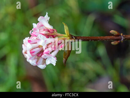 Makro der Blüte Pink Dawn Viburnum Stockfoto