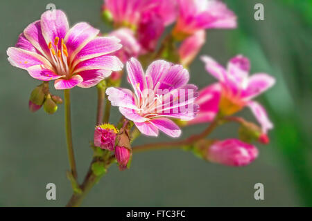 Nahaufnahme von Magenta Lewisia Blumen im Frühling Stockfoto