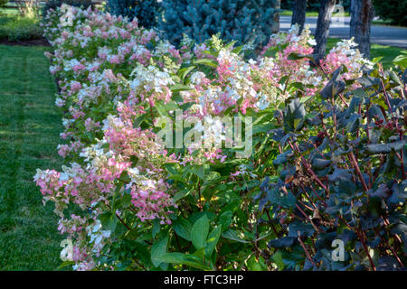 Eine Absicherung der Hortensie "Vanille Erdbeere" Stockfoto