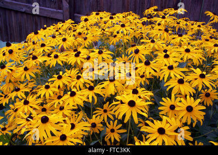 Black-Eyed Susan Blüten Stockfoto