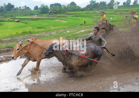 Batusangkar, West-Sumatra, Indonesien. 19. März 2016. BATUSANGKAR, Indonesien - 19 März: Ein Jockey spornt die Kühe während Pacu Jawi oder Kuh-Rennen am 19. März 2016 in Batusangkar, West-Sumatra, Indonesien. Pacu Jawi oder traditionelle Kuh racing ist in schlammigen Reisfeldern bis zum Ende der Erntezeit feiern von den West-Sumatra Menschen jährlich. © Sijori Bilder/ZUMA Draht/Alamy Live-Nachrichten Stockfoto