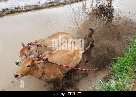 Batusangkar, West-Sumatra, Indonesien. 19. März 2016. BATUSANGKAR, Indonesien - 19 März: Ein Jockey spornt die Kühe während Pacu Jawi oder Kuh-Rennen am 19. März 2016 in Batusangkar, West-Sumatra, Indonesien. Pacu Jawi oder traditionelle Kuh racing ist in schlammigen Reisfeldern bis zum Ende der Erntezeit feiern von den West-Sumatra Menschen jährlich. © Sijori Bilder/ZUMA Draht/Alamy Live-Nachrichten Stockfoto