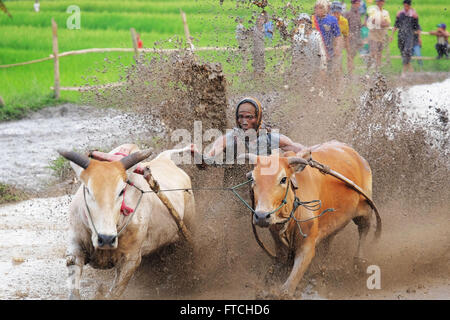 Batusangkar, West-Sumatra, Indonesien. 19. März 2016. BATUSANGKAR, Indonesien - 19 März: Ein Jockey spornt die Kühe während Pacu Jawi oder Kuh-Rennen am 19. März 2016 in Batusangkar, West-Sumatra, Indonesien. Pacu Jawi oder traditionelle Kuh racing ist in schlammigen Reisfeldern bis zum Ende der Erntezeit feiern von den West-Sumatra Menschen jährlich. © Sijori Bilder/ZUMA Draht/Alamy Live-Nachrichten Stockfoto